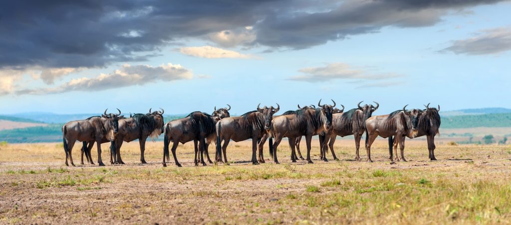 Wildebeest in National park of Africa